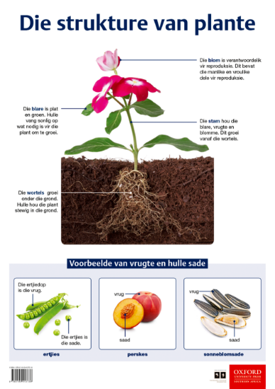 Picture of Die strukture van plante