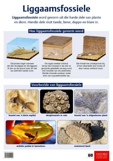 Picture of Liggaamfossiele