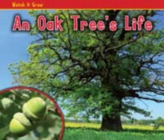 Picture of An Oak Tree's Life