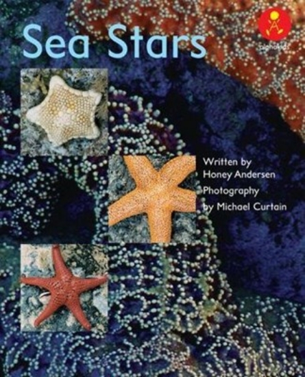 Picture of Ak L17: Sea Stars