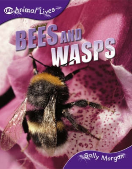 Picture of Bees and Wasps