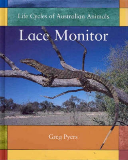 Picture of Lace Monitor
