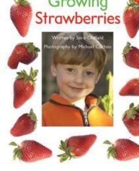 Picture of Ak+ L13: Growing Strawberries