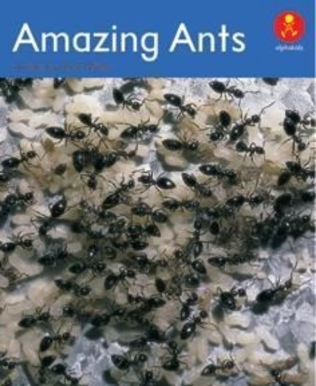 Picture of Ak+ L17: Amazing Ants