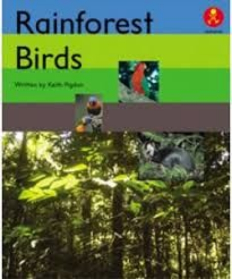 Picture of Ak+ L24: Rainforest Birds