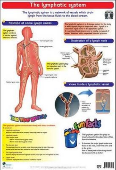 Picture of Lymphatic system: Wall chart