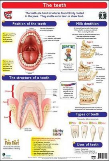 Picture of Teeth: Wall chart
