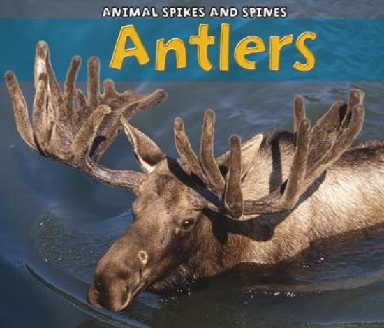 Picture of Antlers