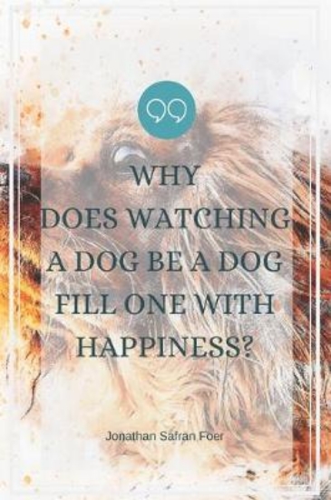 Picture of Why does watching a dog be a dog fill one with hap