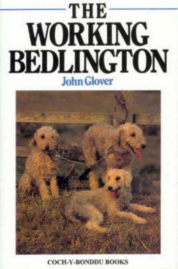 Picture of The Working Bedlington