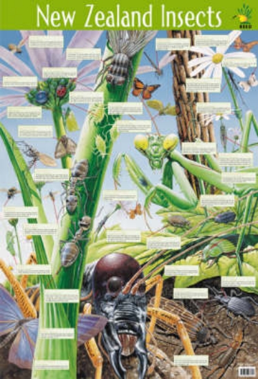 Picture of Te Aitanga a Pepeke (New Zealand Insects)