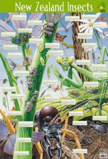 Picture of Te Akau Kohatuhatu o Aotearoa (NZ Rocky Shore)