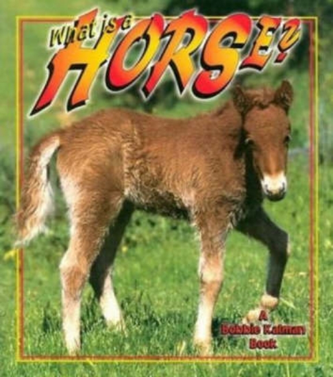 Picture of What is a Horse?